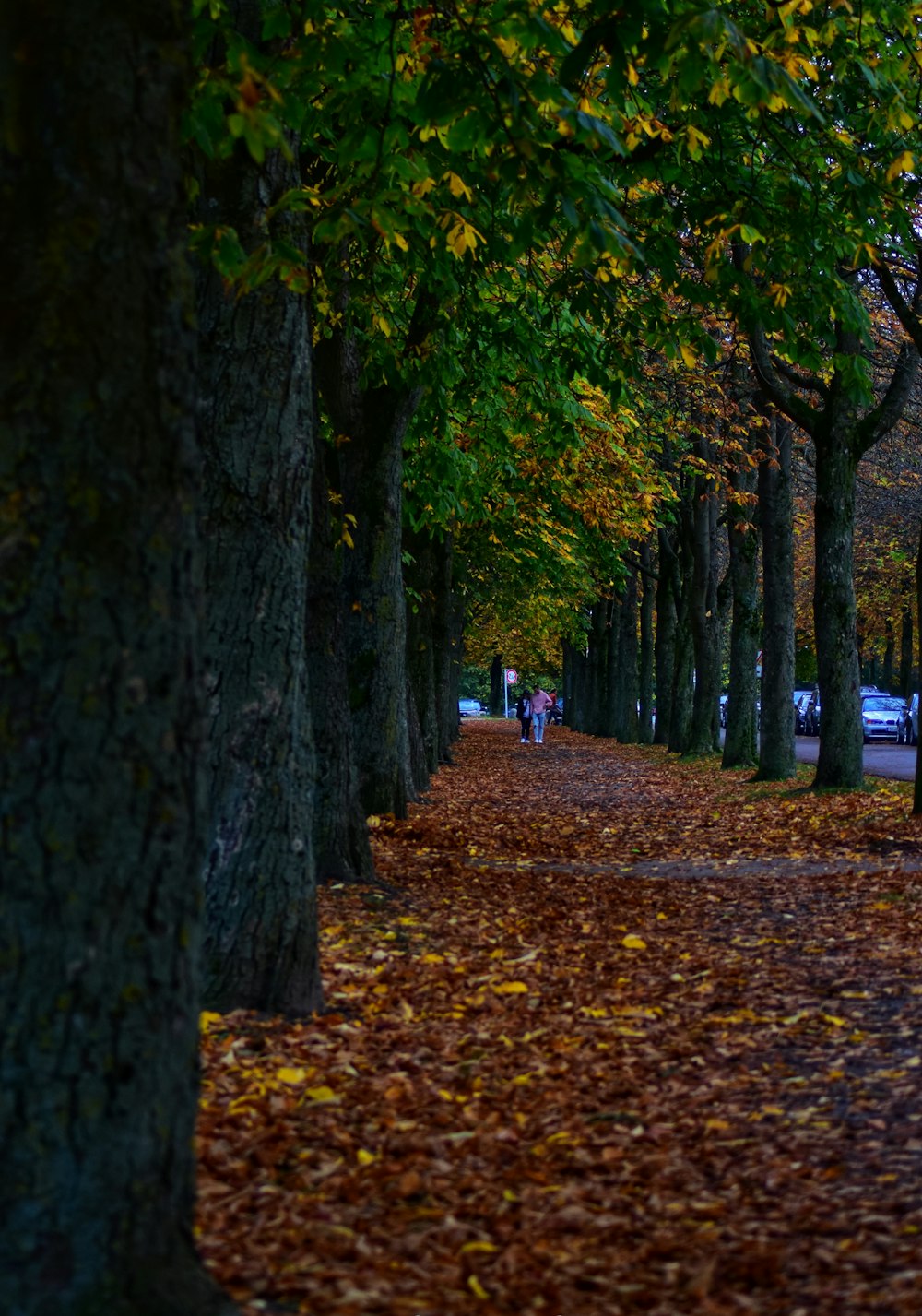 people walking on pathway between trees during daytime