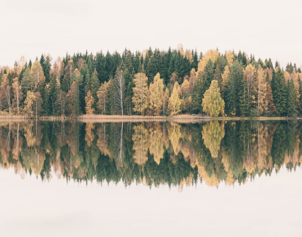 green trees beside body of water during daytime