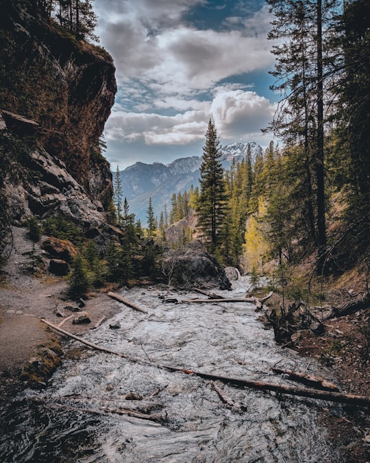 green pine trees near brown rocky mountain under white clouds and blue sky during daytime in Bow Valley Provincial Park - Kananaskis Country Canada