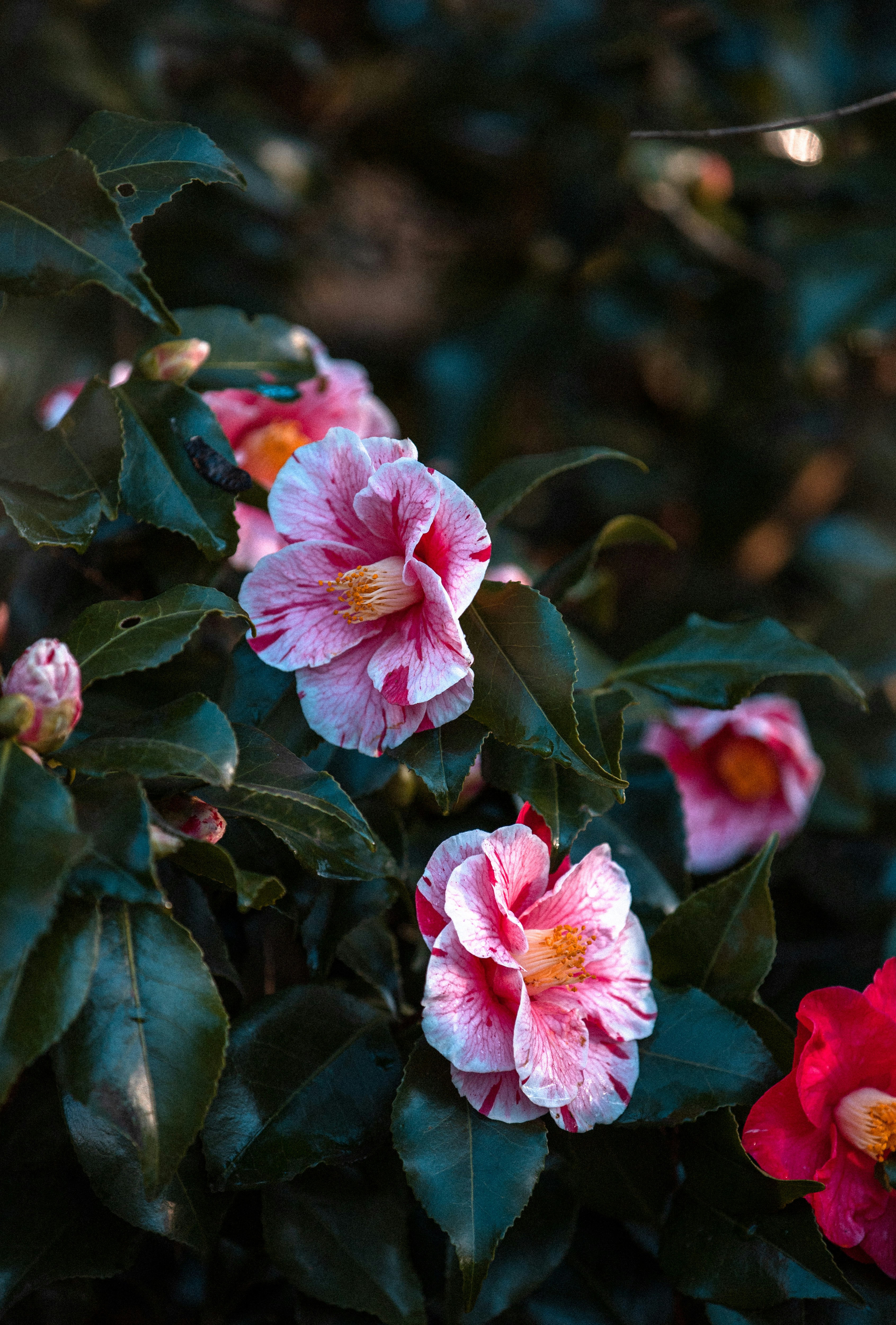 Photo by edwardhowellphotography