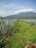 A vast agricultural field with rows of green plants stretching into the distance. The field is bordered by tall grasses and features a prominent mountain range under a partly cloudy sky in the background. The plants appear to be neatly organized in parallel rows.