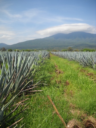 A vast agricultural field with rows of green plants stretching into the distance. The field is bordered by tall grasses and features a prominent mountain range under a partly cloudy sky in the background. The plants appear to be neatly organized in parallel rows.