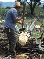 man in blue and white checked button up shirt holding brown stick