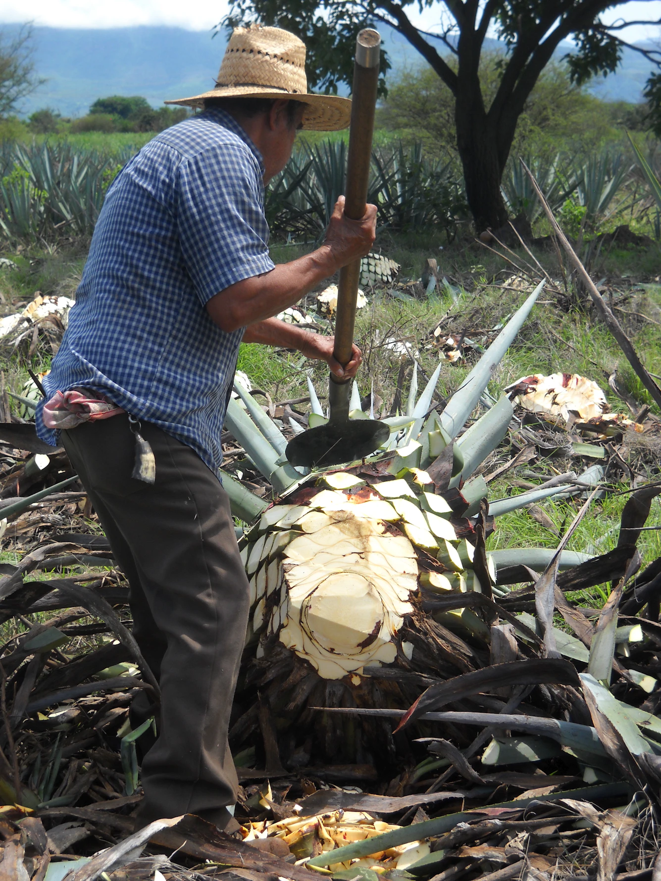 Weber Blue Agave Plant Rows