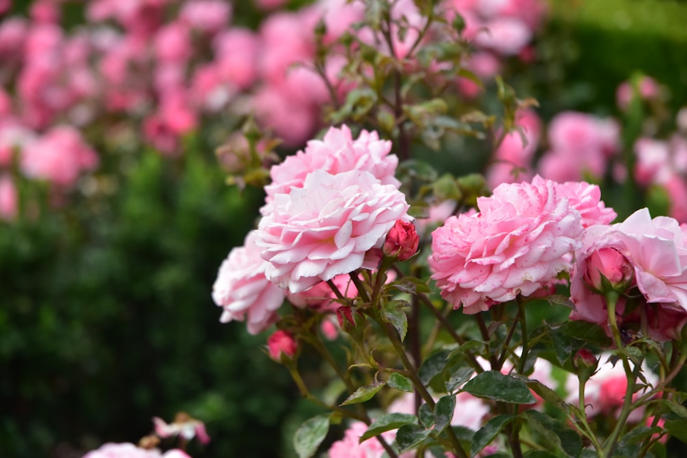 pink flower in tilt shift lens