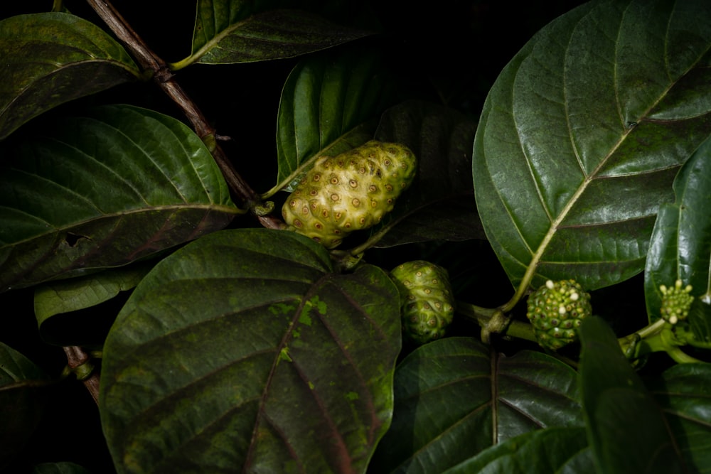 Frutta rotonda verde su foglie verdi