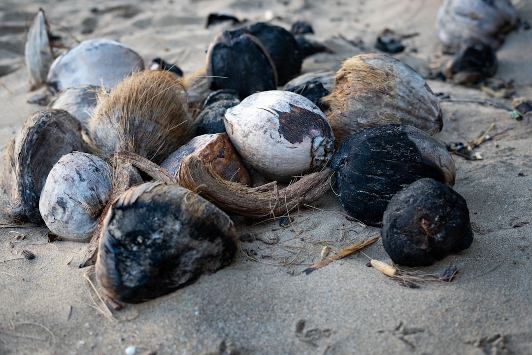 brown and white sea shells on brown sand