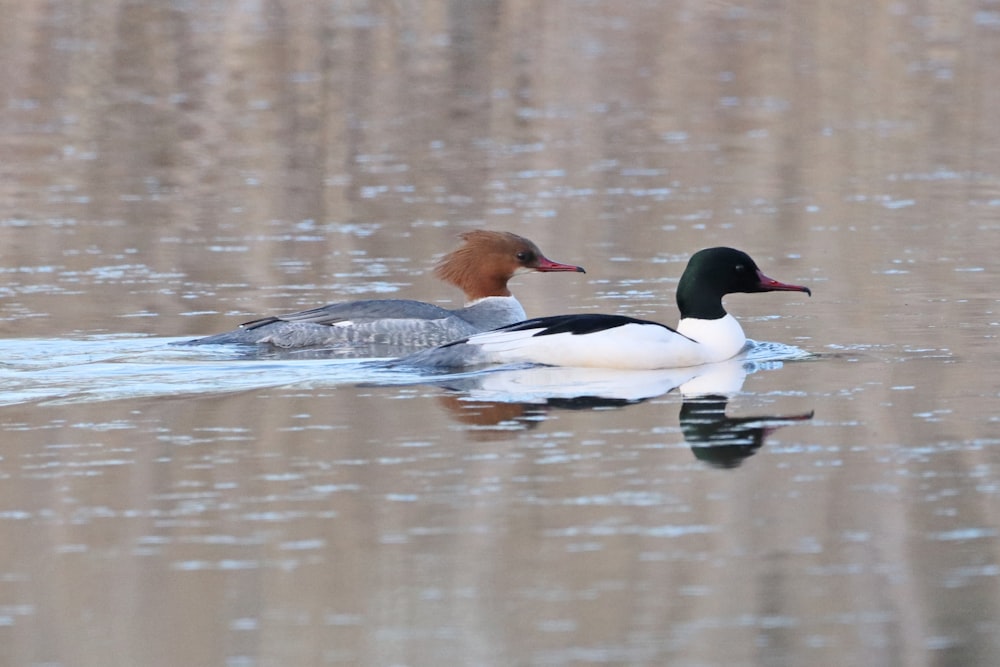 white and black duck on water during daytime