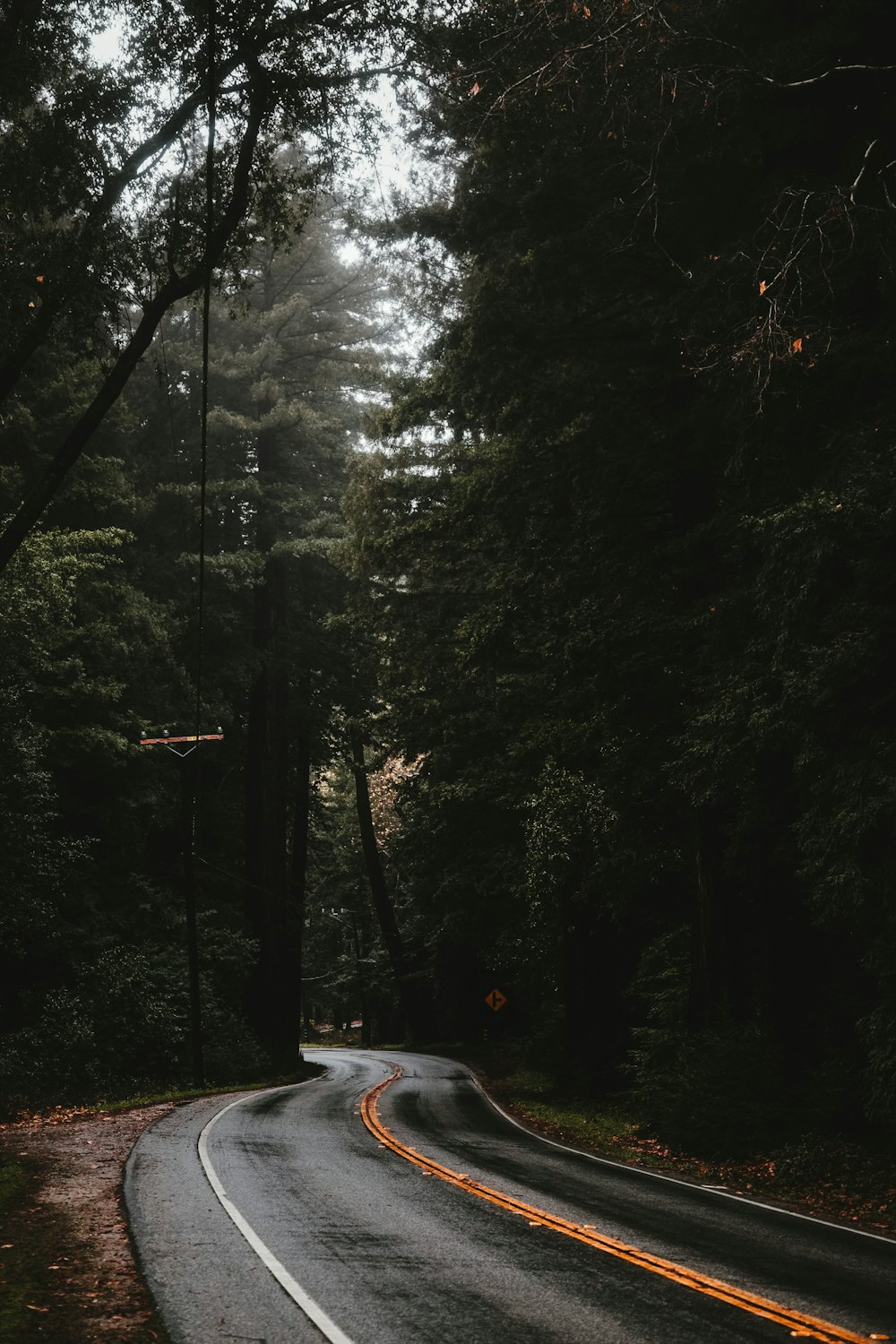 car on road between trees during daytime