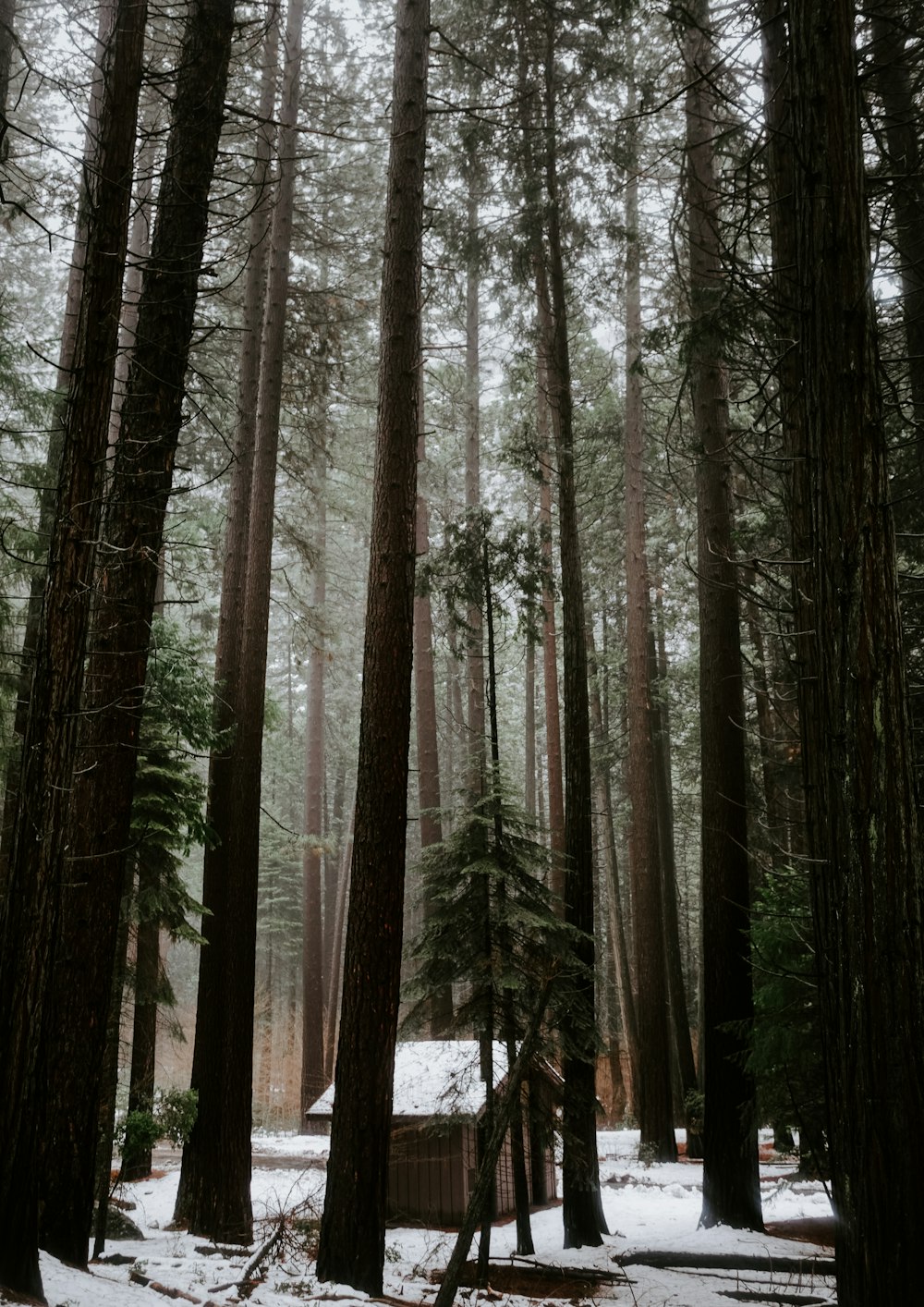 green and brown trees during daytime