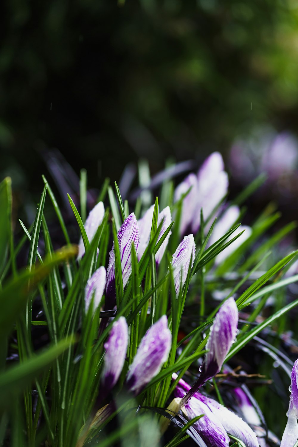 purple crocus flowers in bloom during daytime