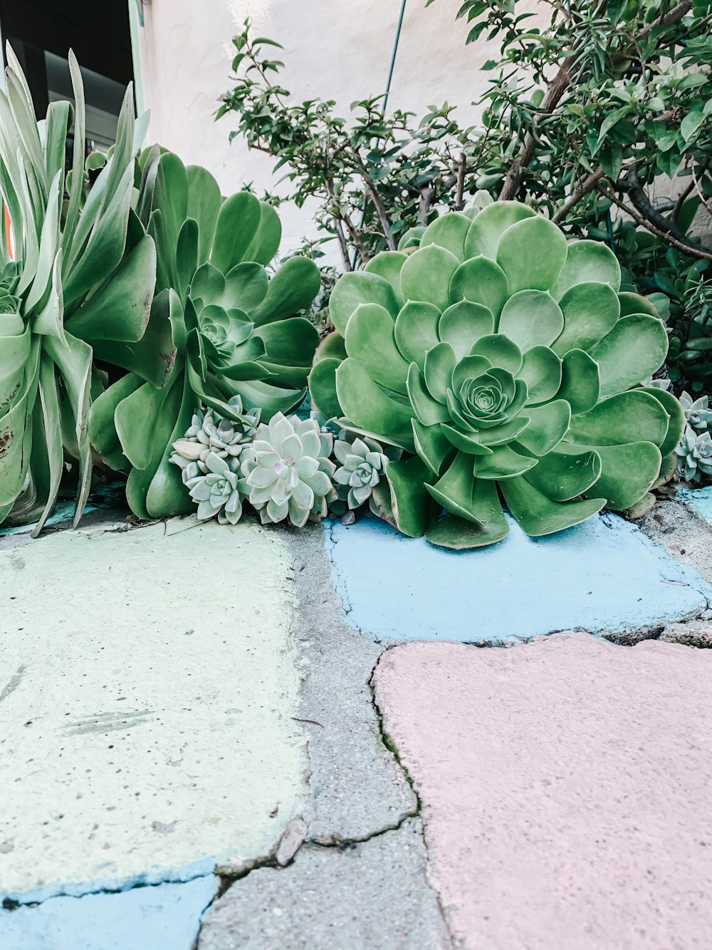 green succulent plants on gray concrete floor