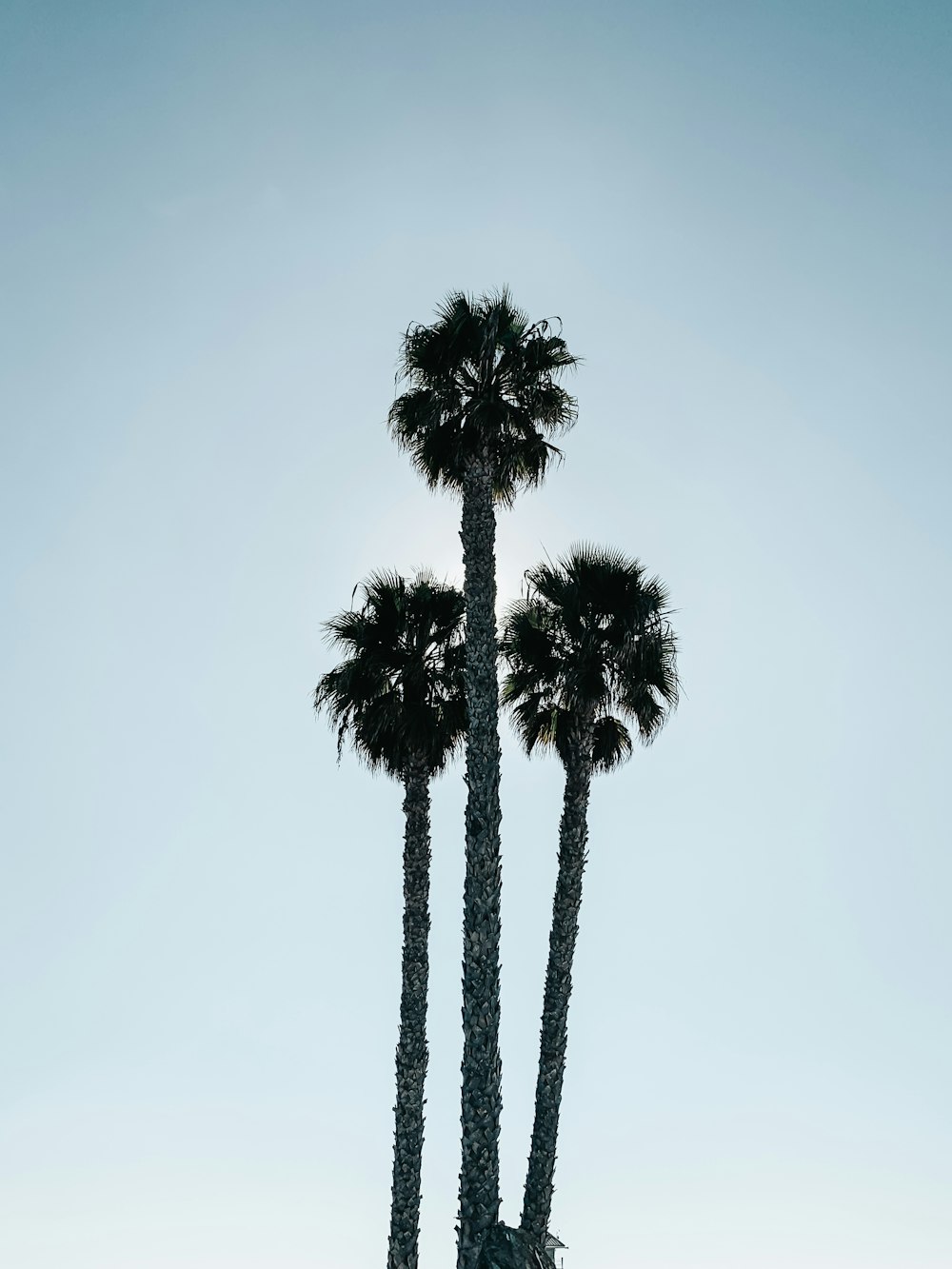 black palm tree under gray sky
