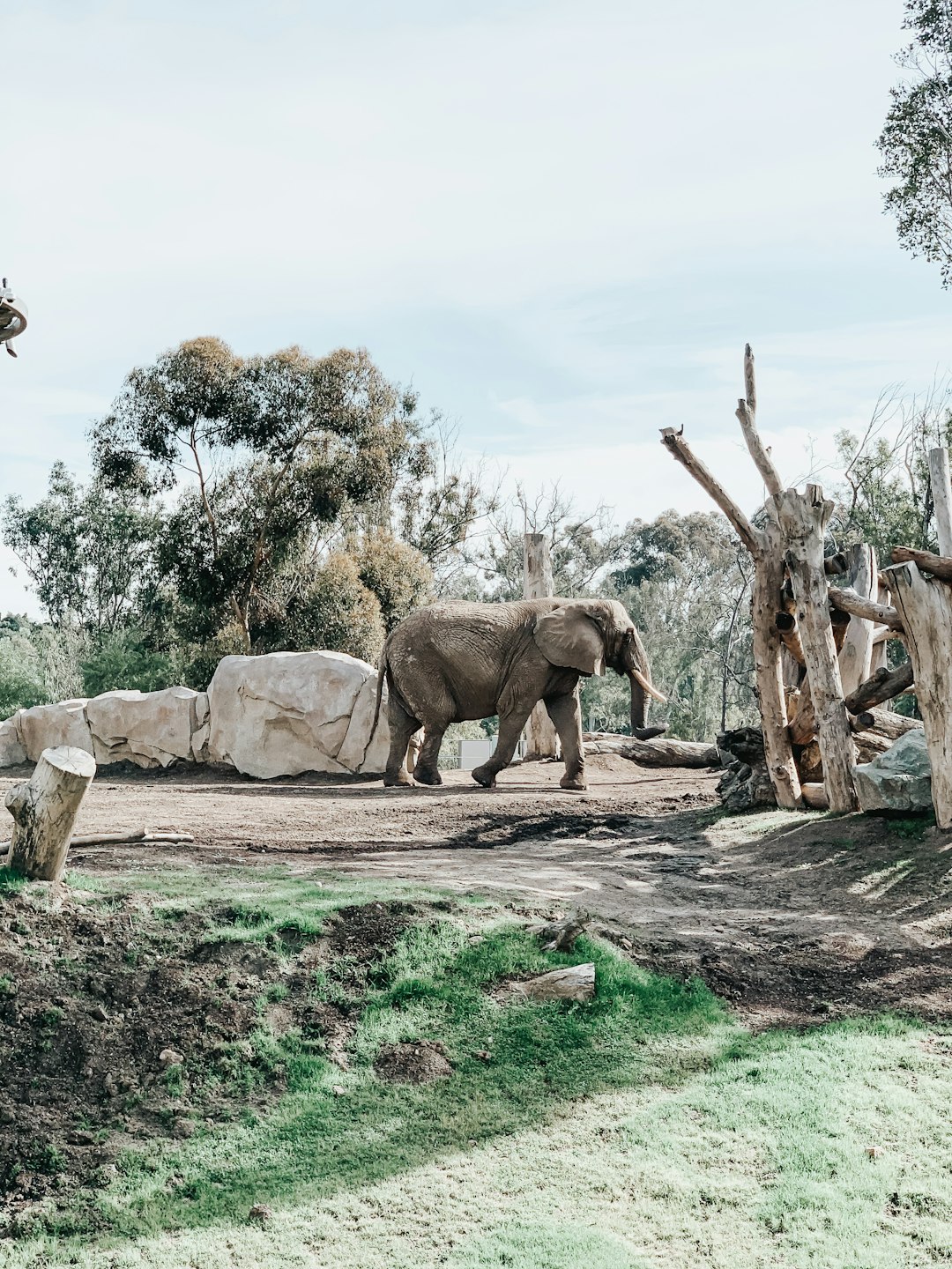 elephant and elephant walking on dirt road during daytime