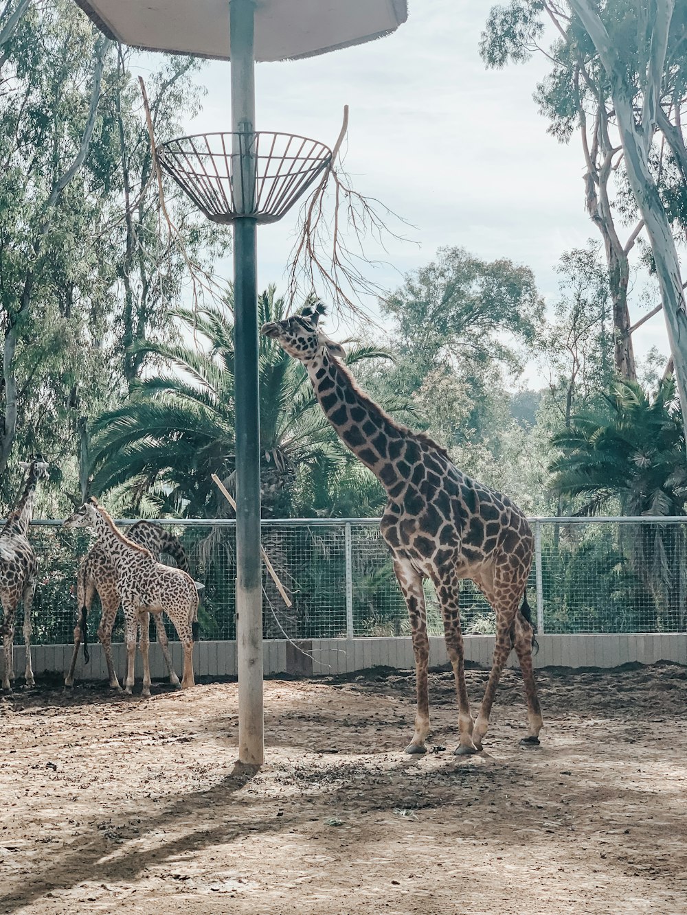 giraffe standing near green trees during daytime