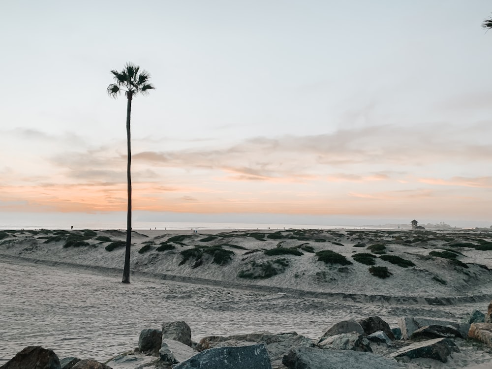 palm tree on beach shore during sunset