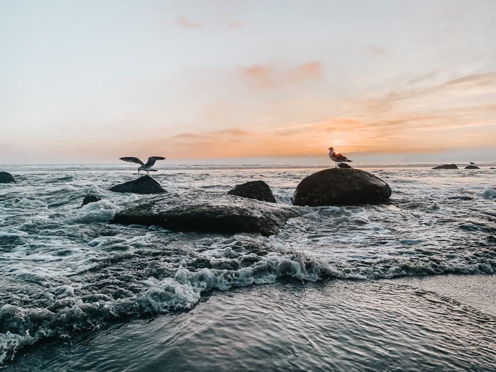 black and white bird on black rock on sea during sunset