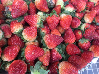 A cinematic shot of ripe strawberries being harvested in bright sunlight.