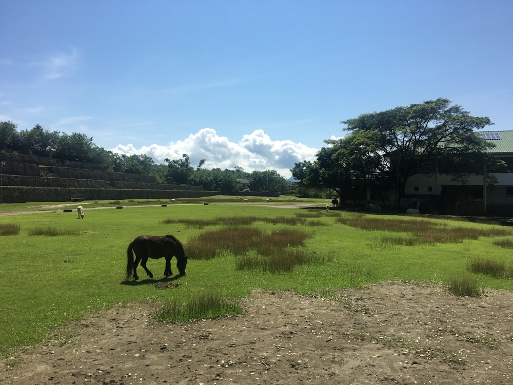 black horse on green grass field during daytime