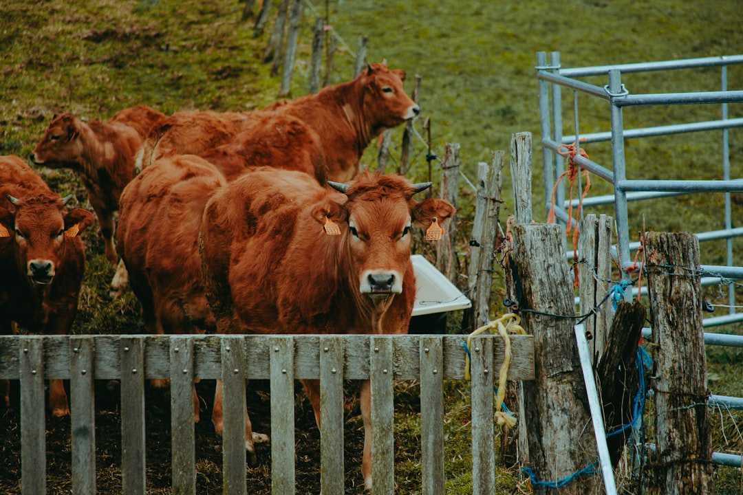 brown cow on green grass field during daytime