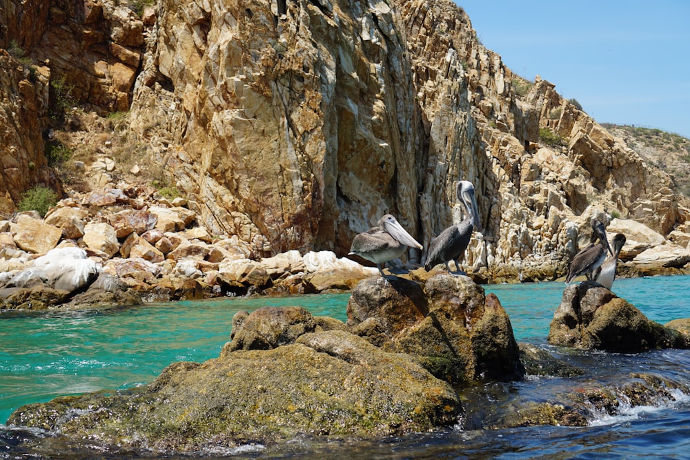 gray and white bird on brown rock formation near body of water during daytime