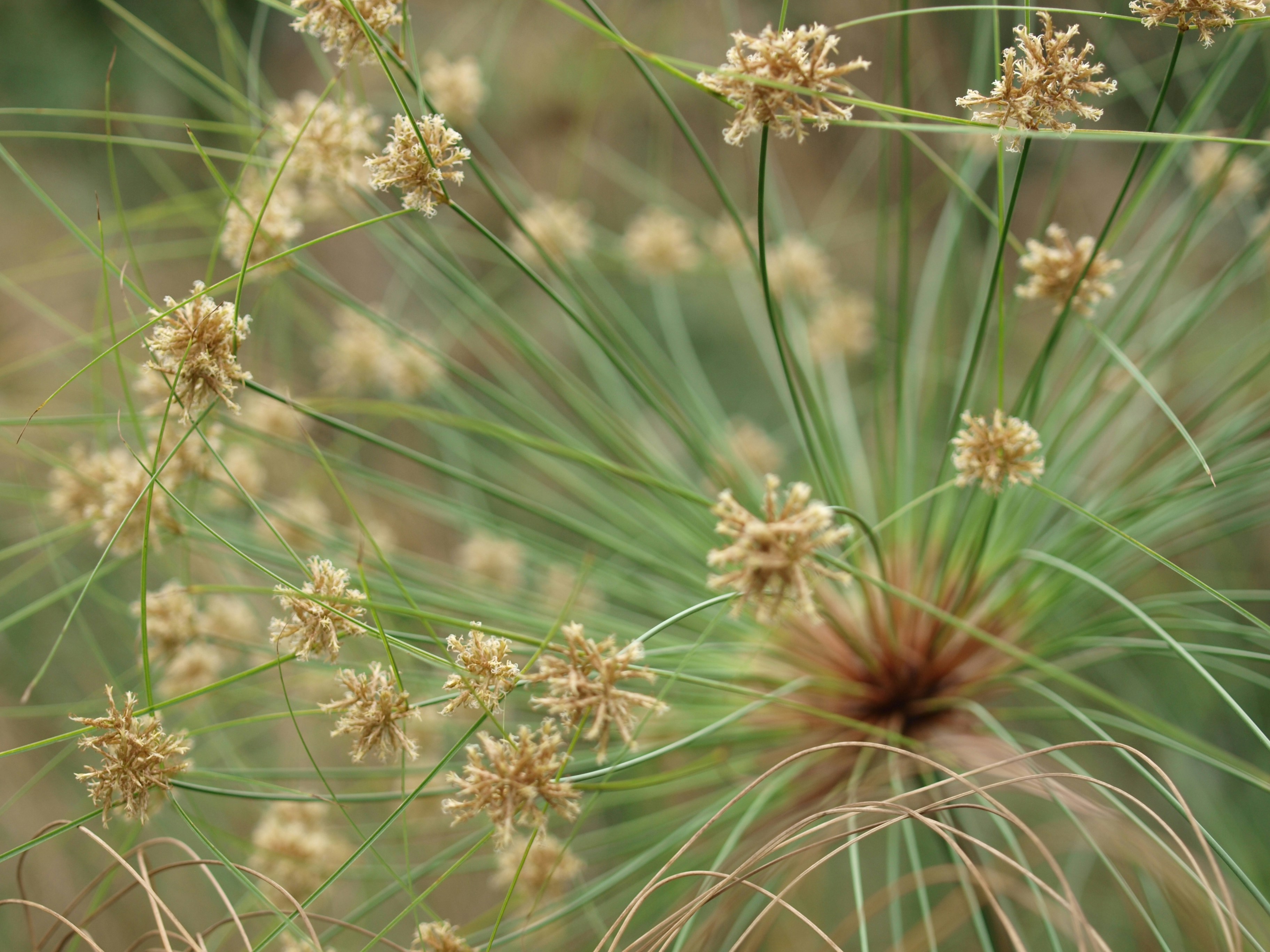 ephedra herb plant closeup