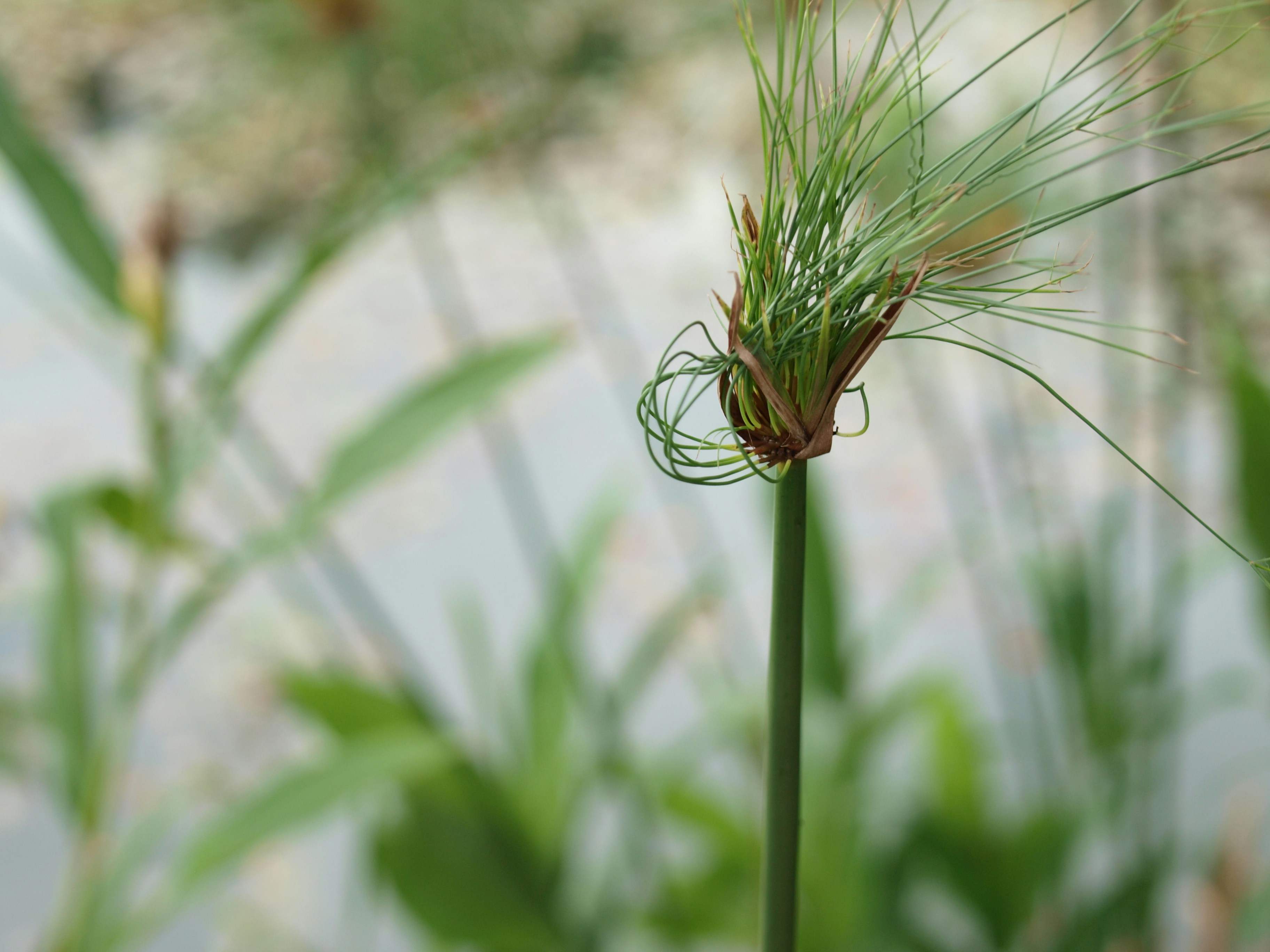 Циперус — Cyperus alternifolius