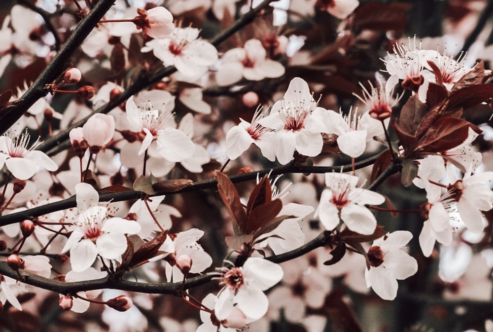 Gros plan d’un arbre avec des fleurs blanches