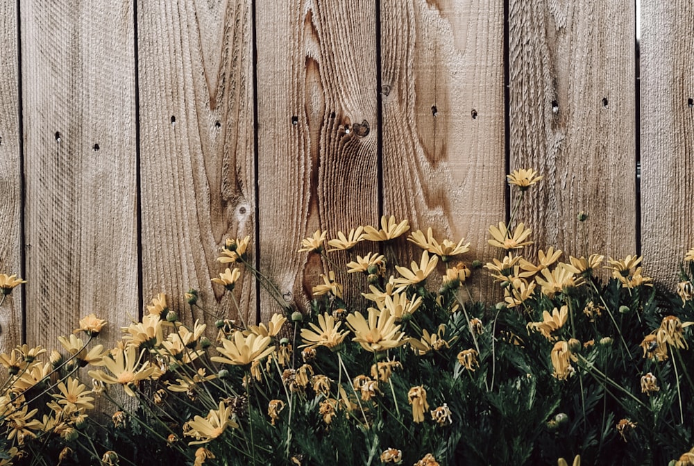 yellow flowers beside brown wooden fence