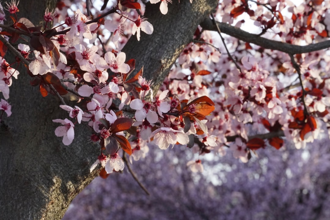 pink and white flowers on tree