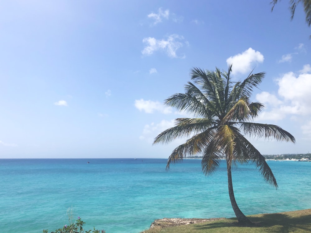 green palm tree near body of water during daytime