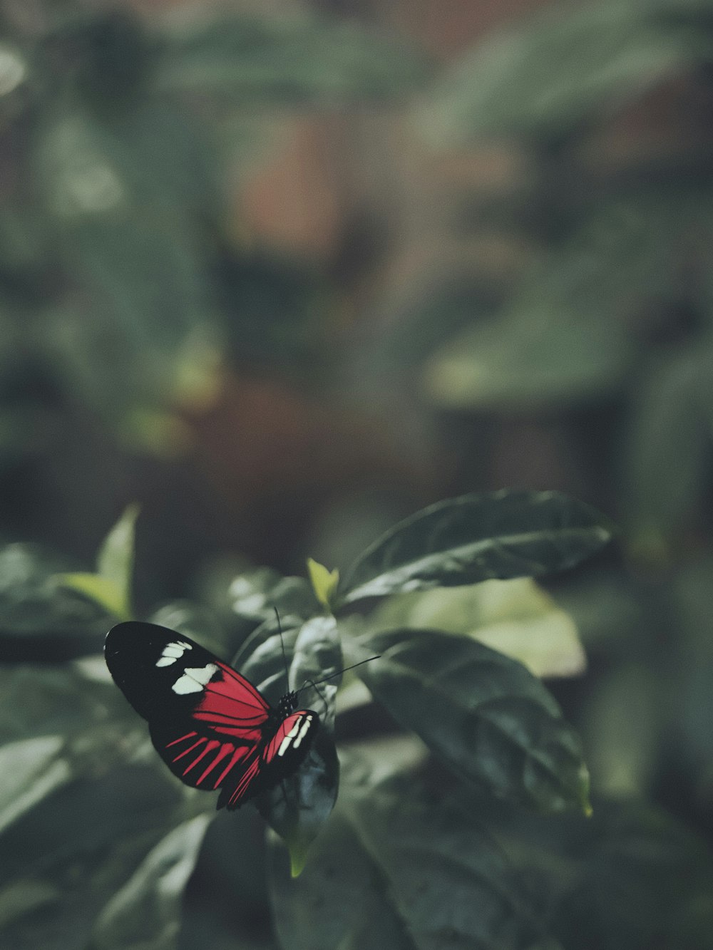 papillon rouge, blanc et noir sur feuille verte