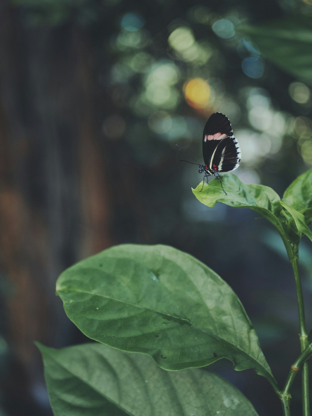 black and white butterfly perched on green leaf in close up photography during daytime