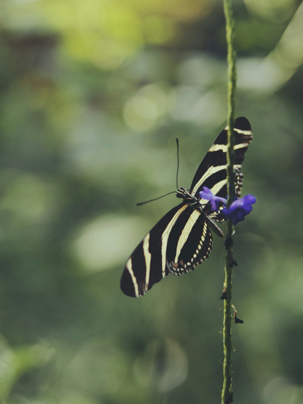 tiger swallowtail butterfly perched on purple flower in close up photography during daytime