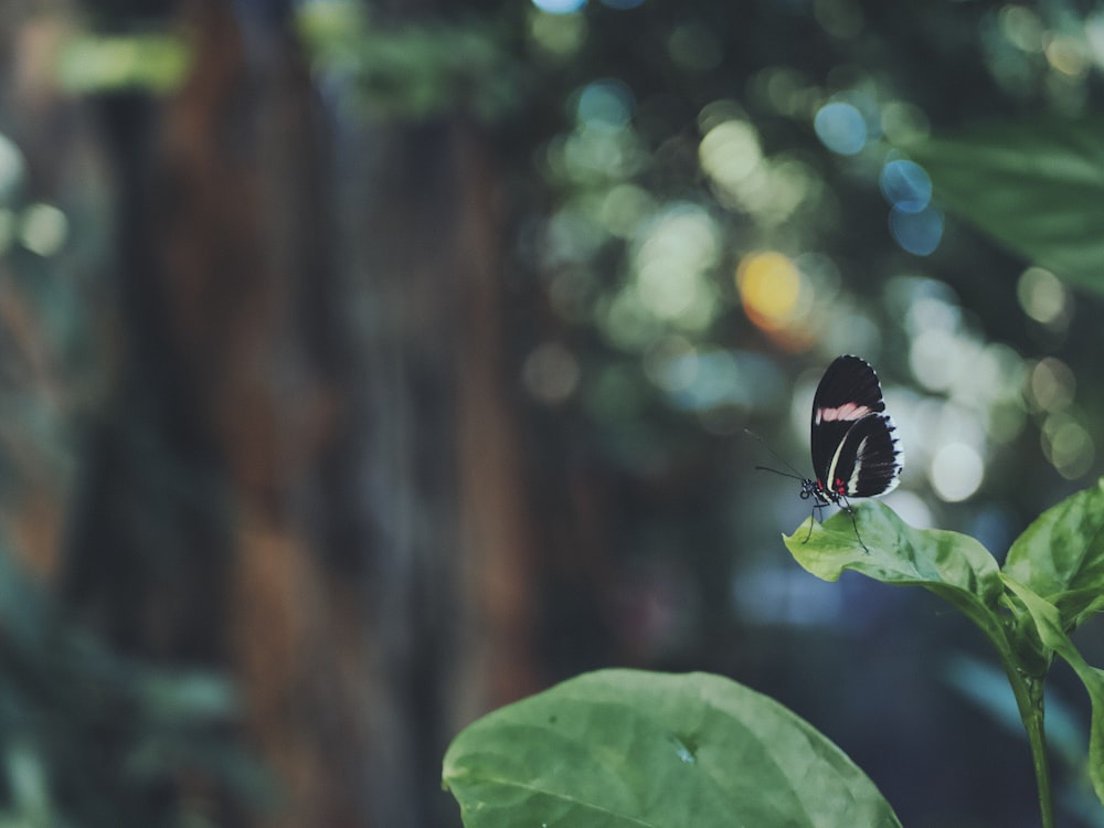 black and white butterfly on green leaf