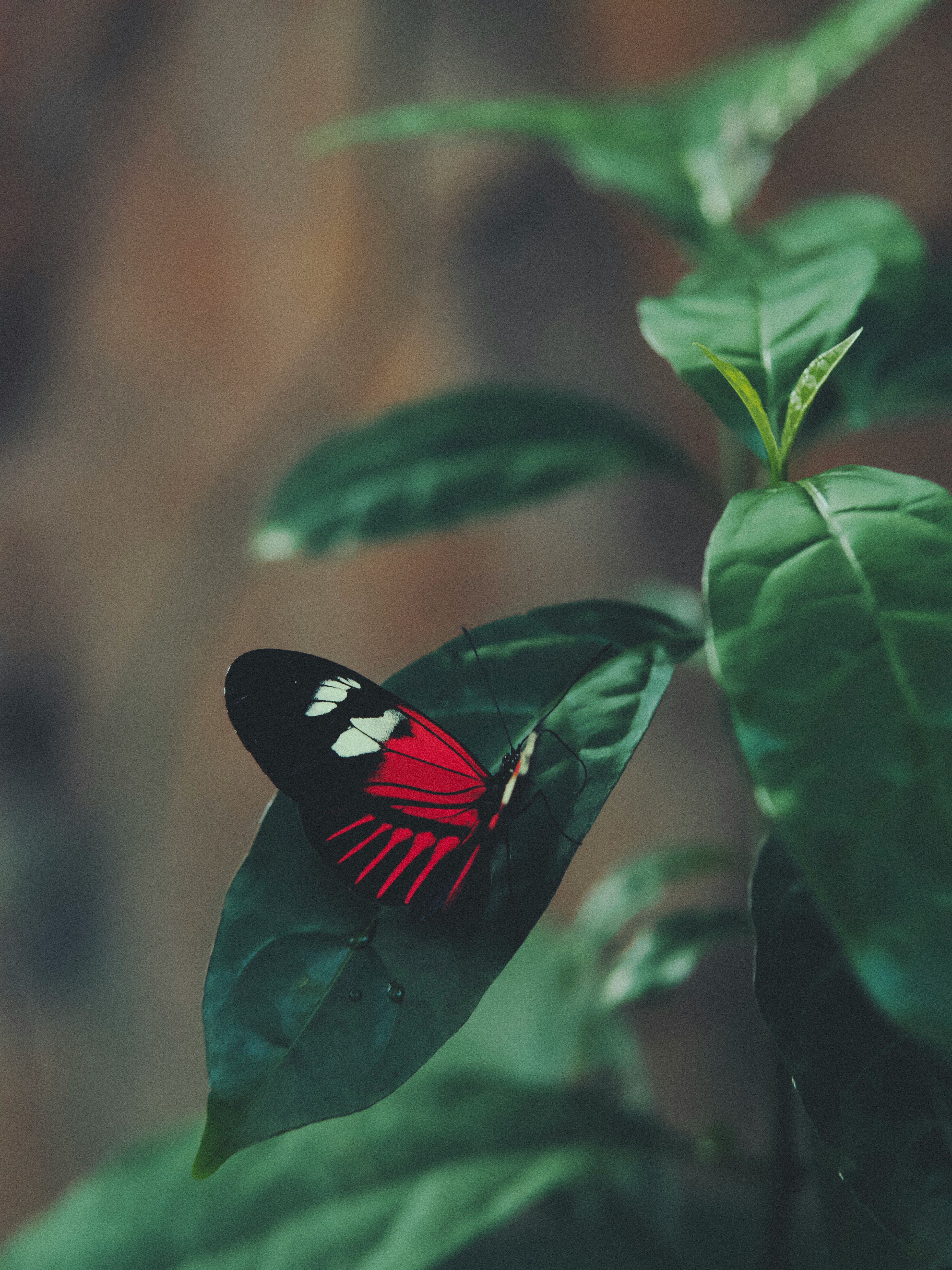 black and red butterfly perched on green leaf
