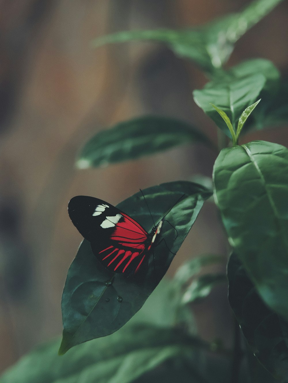 black and red butterfly perched on green leaf