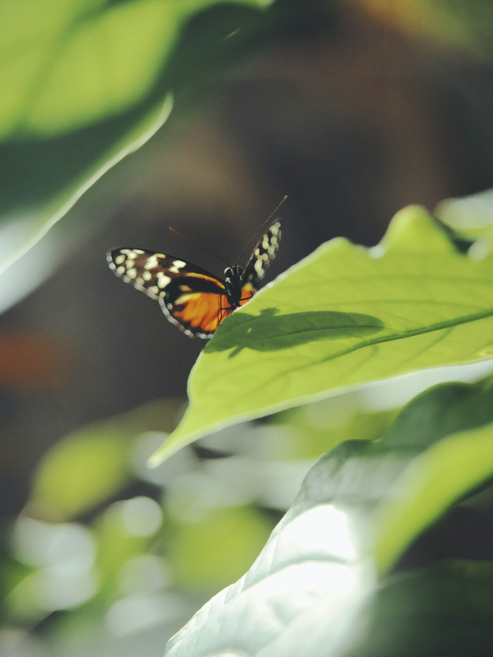 낮 동안 클로즈업 촬영에서 녹색 잎에 앉은 모나크 나비