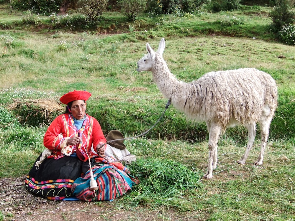 man in blue jacket and red hat sitting beside white llama during daytime