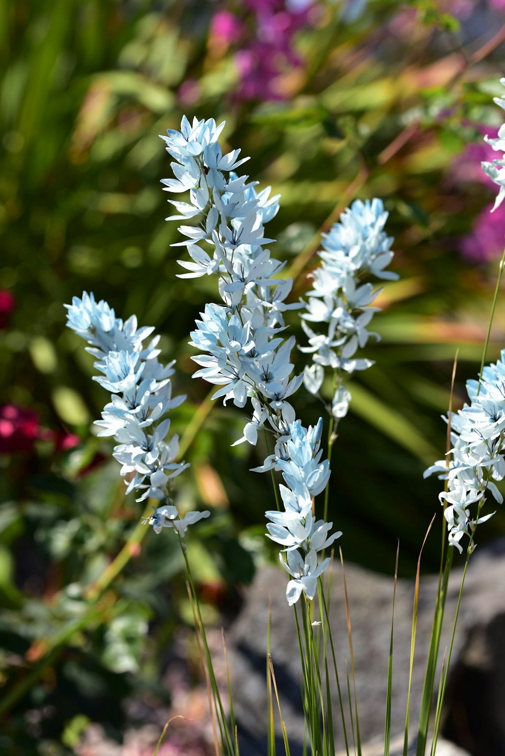 white flowers in tilt shift lens