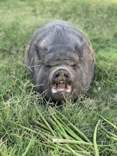 black pig lying on green grass during daytime