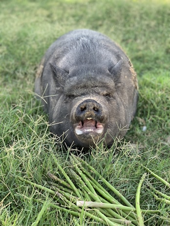 black pig lying on green grass during daytime