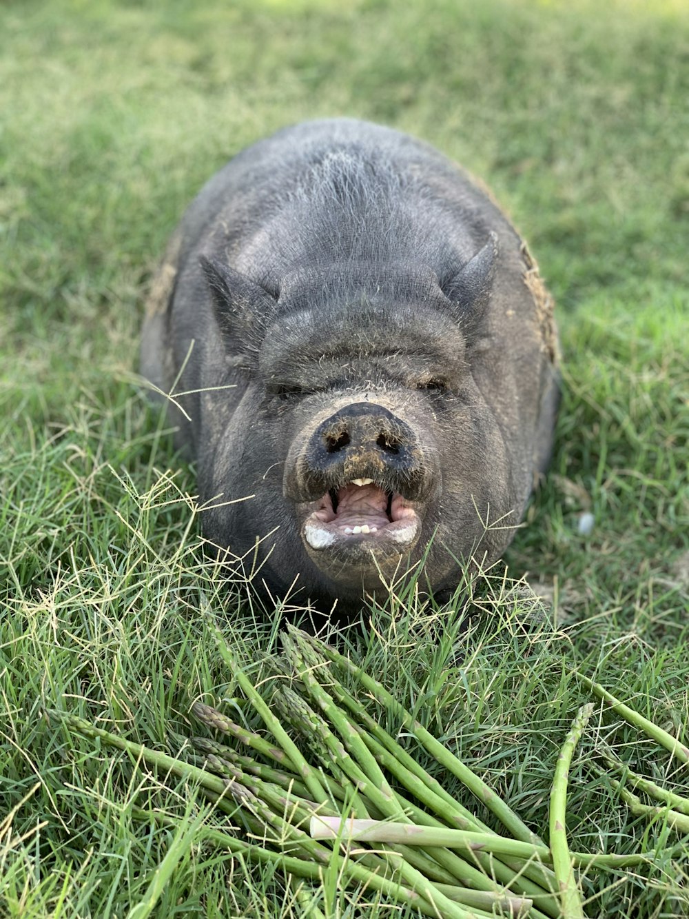 black pig lying on green grass during daytime