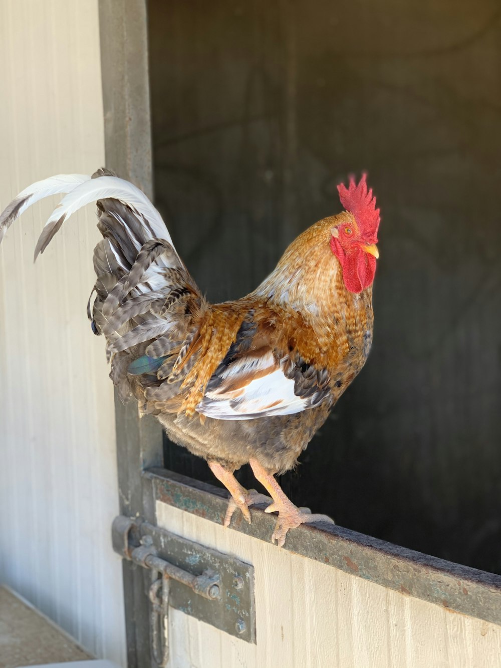 red white and black rooster on brown wooden fence