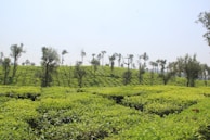 A lush green landscape with rows of neatly planted tea bushes stretching across gentle slopes, interspersed with tall trees. The sky is clear and bright, contributing to the serene atmosphere.