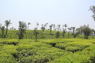 A lush green landscape with rows of neatly planted tea bushes stretching across gentle slopes, interspersed with tall trees. The sky is clear and bright, contributing to the serene atmosphere.