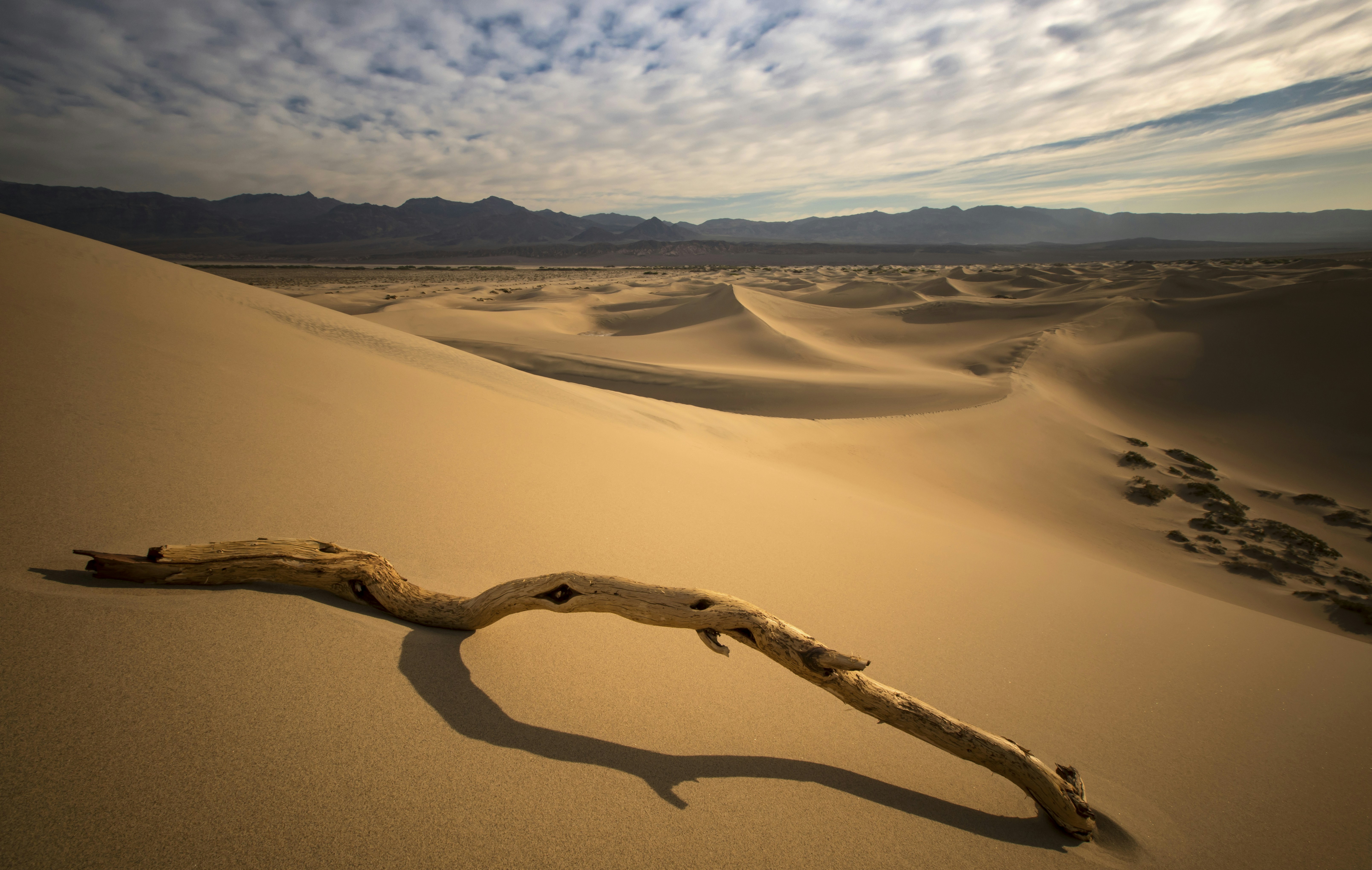 brown tree branch on brown sand