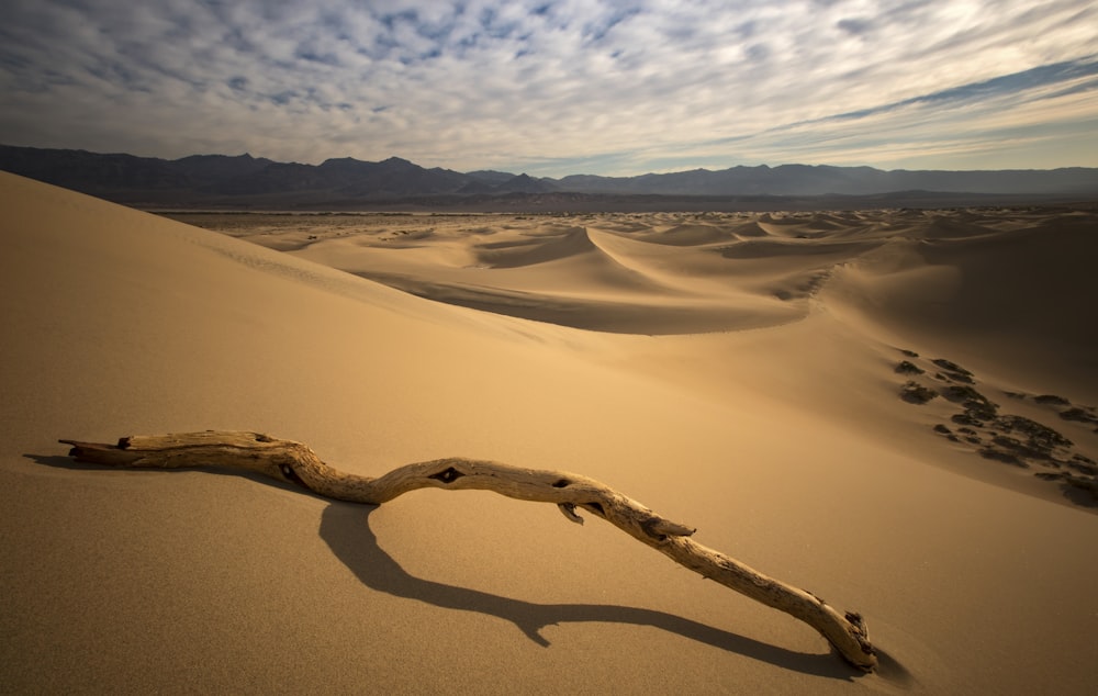 brown tree branch on brown sand