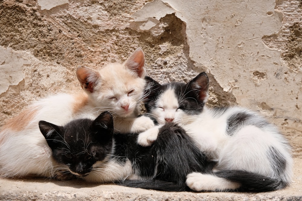 white and black cat lying on brown sand