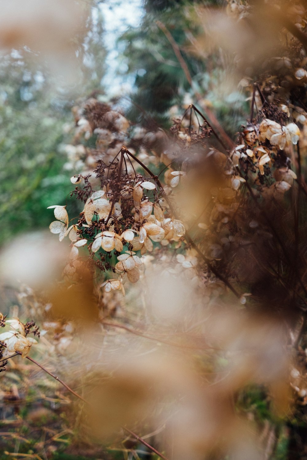 white flowers on brown leaves during daytime